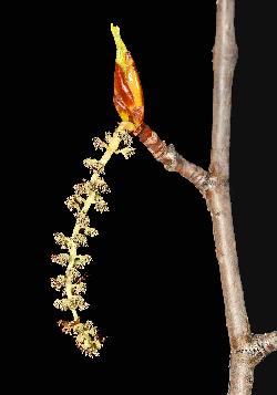 1089_25_Salicaceae_Populus-balsamifera_sjm7669_May12-16_08_01_2019_10_38_04.jpg