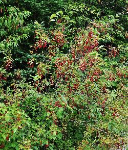 1047_23_Rosaceae_Prunus-virginiana_sjm1653_Aug12-13_08_01_2019_6_18_39.jpg