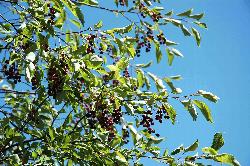 1047_28_Rosaceae_Prunus-virginiana_sjm005_Aug3-06_08_01_2019_6_18_39.jpg