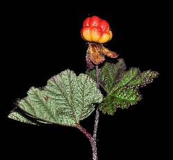 1059_10_Rosaceae_Rubus-chamaemorus_sjm0576_Aug7-16_17_12_2018_2_24_45.jpg