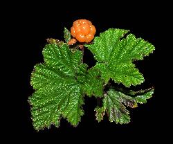 1059_15_Rosaceae_Rubus-chamaemorus_sjm0902_Aug7-16_17_12_2018_2_24_45.jpg