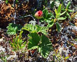 1059_17_Rosaceae_Rubus-chamaemorus_sjm1010_Aug4-18_17_12_2018_2_24_45.jpg