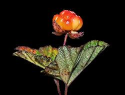 1059_19_Rosaceae_Rubus-chamaemorus_sjm1526_Aug7-16_17_12_2018_2_24_45.jpg