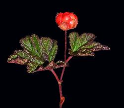 1059_20_Rosaceae_Rubus-chamaemorus_sjm0492_Aug5-16_17_12_2018_2_24_45.jpg