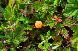 1059_21_Rosaceae_Rubus-chamaemorus_sjm0021_Aug7-16_17_12_2018_2_24_45.jpg