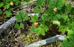 1059_23_Rosaceae_Rubus-chamaemorus_sjm0159_July28-18_17_12_2018_2_24_45.jpg