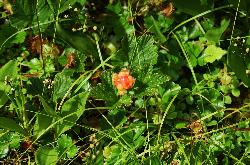 1059_24_Rosaceae_Rubus-chamaemorus_sjm2209_July28-18_17_12_2018_2_24_45.jpg