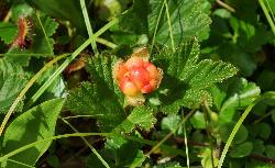 1059_3_Rosaceae_Rubus-chamaemorus_sjm2209b_July28-28_17_12_2018_2_24_45.jpg
