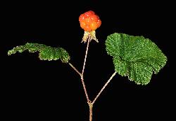 1059_7_Rosaceae_Rubus-chamaemorus_sjm2254_Aug9-16_17_12_2018_2_24_45.jpg