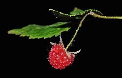 1062_23_Rosaceae_Rubus-idaeus_sjm090_Aug13-12_08_01_2019_6_38_26.jpg