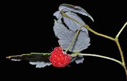 1062_24_Rosaceae_Rubus-idaeus_sjm084_Aug13-12_08_01_2019_6_38_26.jpg