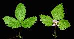 1065_13_Rosaceae_Rubus-pubescens_sjm2415-18_July10-15_08_01_2019_6_57_16.jpg