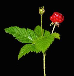 1065_21_Rosaceae_Rubus-pubescens_sjlm0936_July23-18_08_01_2019_6_57_16.jpg