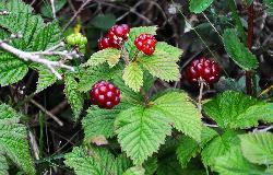 1065_24_Rosaceae_Rubus-pubescens_sjm0044_Aug3-16_08_01_2019_6_57_16.jpg
