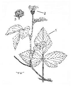 1065_4_Rosaceae_Rubus-pubescens_sjm-ill_08_01_2019_6_57_16.jpg