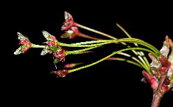 1129_26_Sapindaceae_Acer-rubrum_sjm0954_May18-13_17_12_2018_2_47_43.jpg