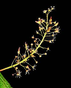 1130_17_Sapindaceae_Acer-spicatum_sjm5000_July15-15_17_12_2018_2_49_35.jpg