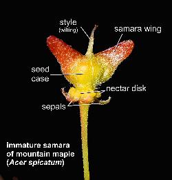 1130_18_Sapindaceae_Acer-spicatum_sjm5009_July15-15_17_12_2018_2_49_35.jpg