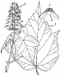 1130_3_Sapindaceae_Acer-spicatum_sjm-ill_17_12_2018_2_49_35.jpg