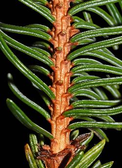 129_11_Pinaceae_Picea-rubens_sjm7206_July18-15_17_12_2018_1_58_36.jpg
