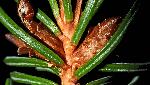 129_14_Pinaceae_Picea-rubens_sjm7229_July18-15_17_12_2018_1_58_36.jpg
