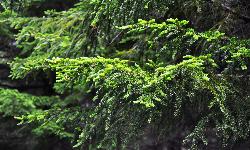 129_17_Pinaceae_Picea-rubens_sjm0276_July17-15_17_12_2018_1_58_36.jpg