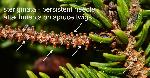 129_7_Pinaceae_Picea-rubens_sjm9089_July22-15_17_12_2018_1_58_36.jpg