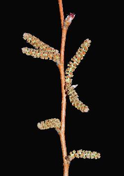 12_15_Betulaceae_Corylus-cornuta_sjm6943_Apr22-16_08_01_2019_3_40_38.jpg