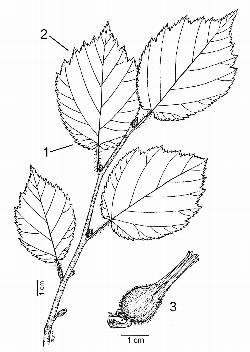 12_2_Betulaceae_Corylus-cornuta_sjm-ill_08_01_2019_3_40_38.jpg