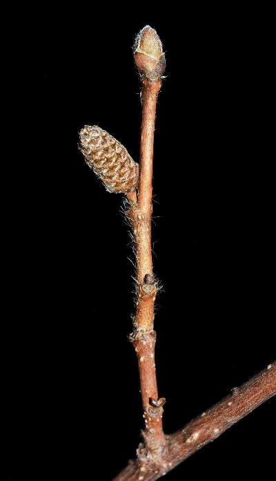 12_3_Betulaceae_Corylus-cornuta_sjm6116_Feb24-16_08_01_2019_3_40_38.jpg