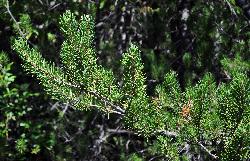 130_13_Pinaceae_Pinus-banksiana_sjm070_Aug3_12_17_12_2018_2_07_57.jpg