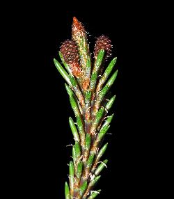 130_14_Pinaceae_Pinus-banksiana_sjm1015_June27-13_17_12_2018_2_07_57.jpg