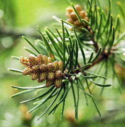 130_15_Pinaceae_Pinus-banksiana_sjm001_May24-06_17_12_2018_2_07_57.jpg