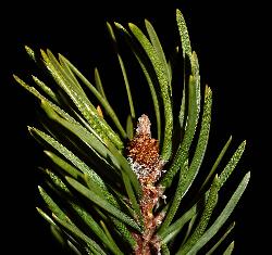 130_18_Pinaceae_Pinus-banksiana_sjm5493_Dec17-15_17_12_2018_2_07_57.jpg