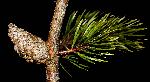 130_25_Pinaceae_Pinus-banksiana_sjm5358_Dec15-15_17_12_2018_2_07_57.jpg