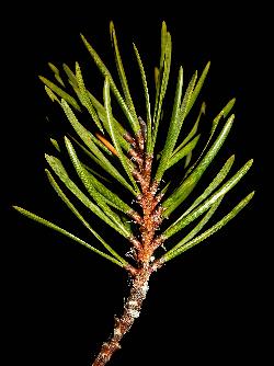 130_7_Pinaceae_Pinus-banksiana_sjm5380_Dec15-15_17_12_2018_2_07_57.jpg