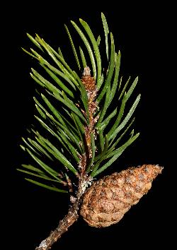 130_9_Pinaceae_Pinus-banksiana_sjm5499_Dec17-15_17_12_2018_2_07_57.jpg
