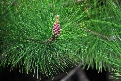 131_13_Pinaceae_Pinus-resinosa_sjm063_June7-11_17_12_2018_2_10_20.jpg