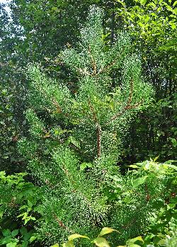 131_5_Pinaceae_Pinus-resinosa_sjm076_Aug22-10_17_12_2018_2_10_20.jpg