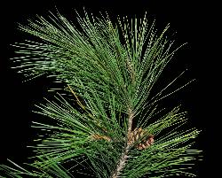 131_7_Pinaceae_Pinus-resinosa_sjm0016_Oct5-12_17_12_2018_2_10_20.jpg