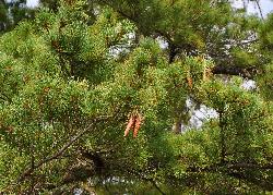 132_18_Pinaceae_Pinus-strobus_sjm0529_Sept4-15_17_12_2018_2_14_29.jpg