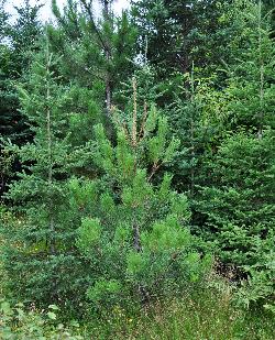 132_6_Pinaceae_Pinus-strobus_sjm1665_Aug12-13_17_12_2018_2_14_29.jpg