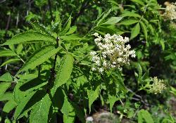 137_2_Adoxaceae_Sambucus-racemosa-pubens_sjm0504_June03-15_04_12_2018_11_07_11.jpg