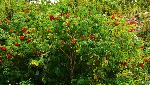 137_3_Adoxaceae_Sambucus-racemosa-pubens_sjm0639_Aug12-16_04_12_2018_11_07_11.jpg