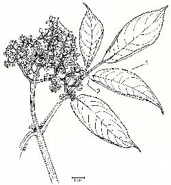137_4_Adoxaceae_Sambucus-racemosa-pubens_sjm-ill_04_12_2018_11_07_11.jpg