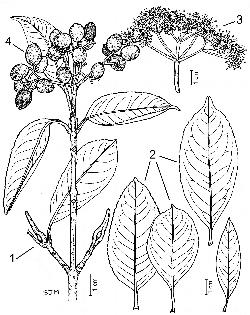 138_5_Adoxaceae_Viburnum-cassinoides_sjm-ill_17_12_2018_2_53_08.jpg