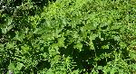 139_1_Adoxaceae_Viburnum-edule_sjm0361_Aug1-18_04_12_2018_11_22_24.jpg