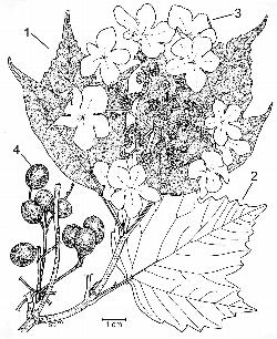 140_5_Adoxaceae_Viburnum-trilobum_sjm-ill_04_12_2018_11_25_15.jpg