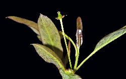 178_19_Aquifoliaceae_Ilex-mucronata_sjm0890b_June8-13_08_01_2019_2_31_16.jpg