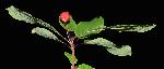 178_21_Aquifoliaceae_Ilex-mucronata_sjm0758_Aug15-17_08_01_2019_2_32_21.jpg